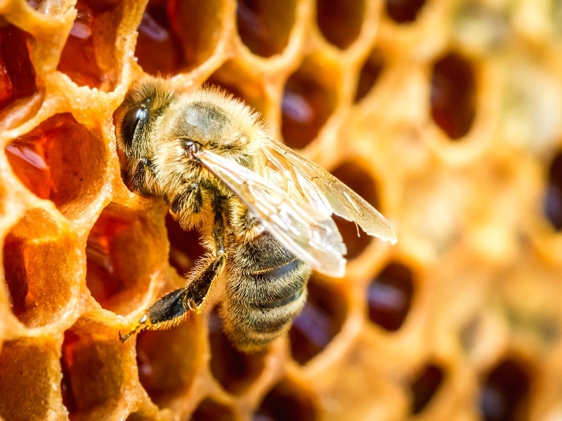 Close up view of a honey bee on a honeycomb