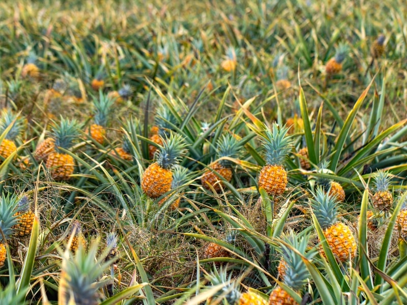 Pineapples ready for harvesting from their bushes on a farm