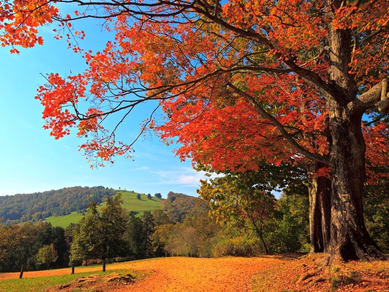 A large oak tree turned fiery orange-red during fall at Thomas Jefferson's Monticello estate.