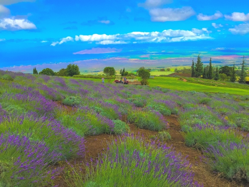 A lavender field with purple blooms in Maui's Upcountry under a blue sky