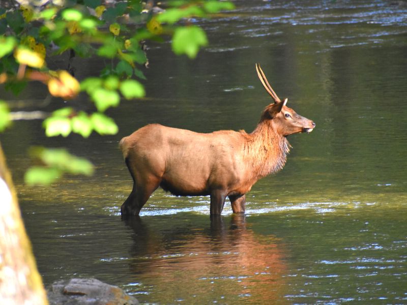 A young male elk stands in the river near the Oconaluftee Visitor Center in Great Smoky Mountains National Park