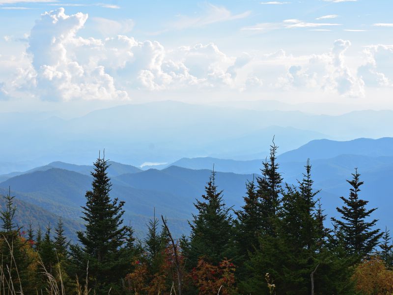 A sweeping view the layers of blue of the Smoky Mountains framed with fluffy white clouds in the sky and spiky green pines in the foreground