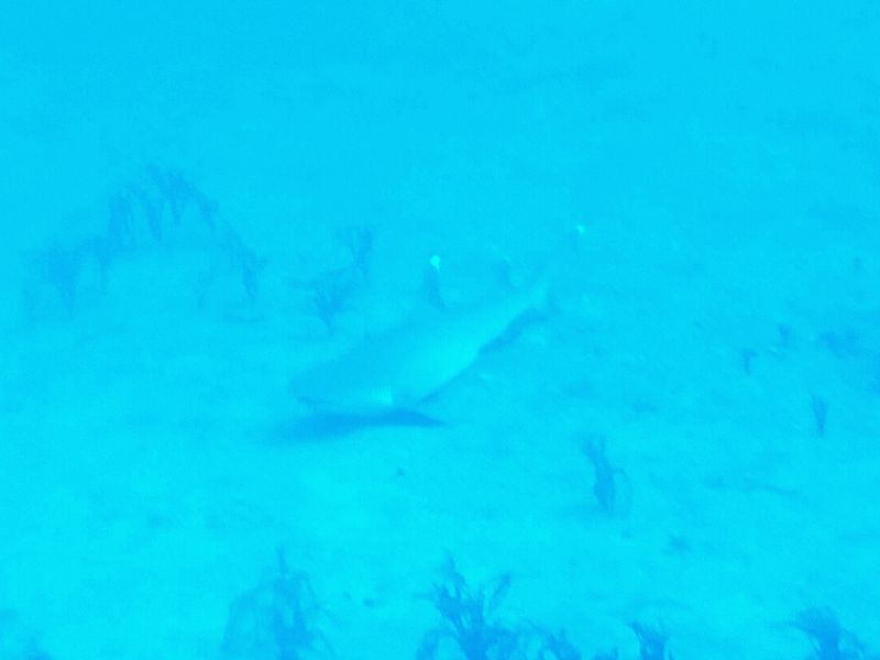 A blurry image of a shark sleeping on the ocean floor