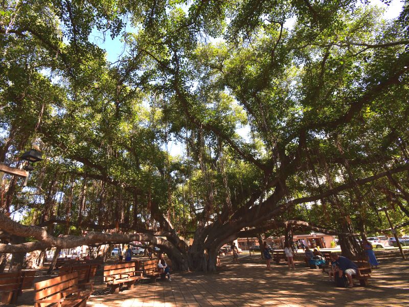 The Lahaina Banyan Tree's enormous limbs cover the entire square as people take a break on benches in its shade, one of the best things to do in Maui on a budget.