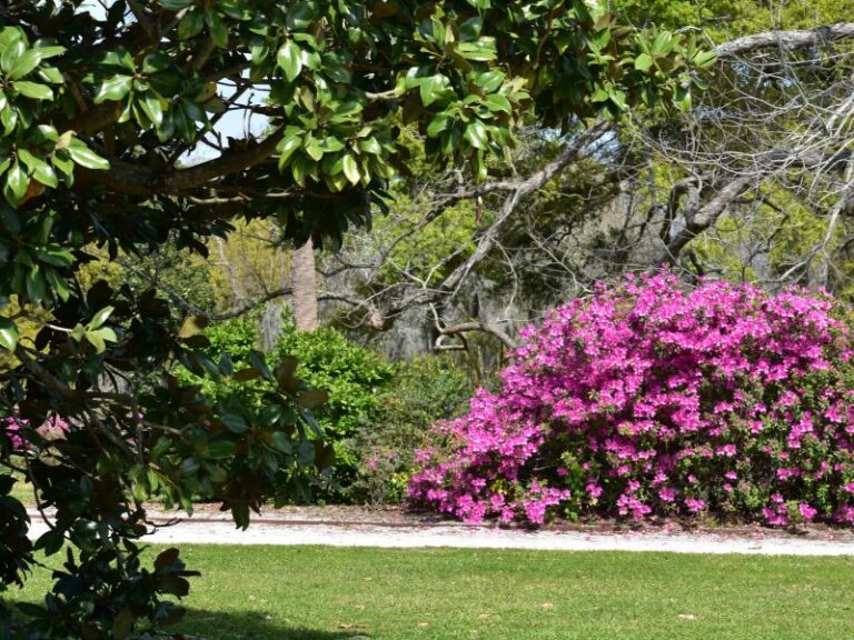 When & Where to See Azaleas in Charleston, SC (Free & Paid Spots ...
