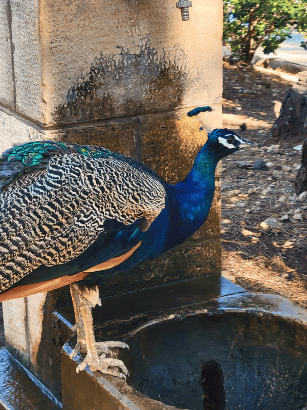 A colorful blue peacock stands on a water fountain on Lokrum Island